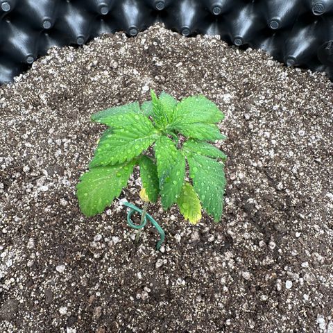 Gorilla Banana growlog timeline photo