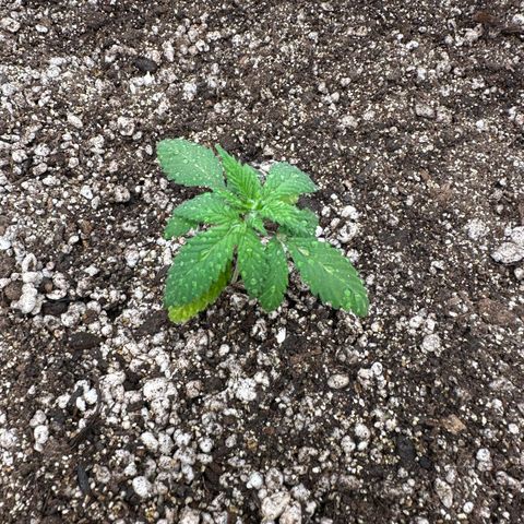 Gorilla Ghost growlog timeline photo