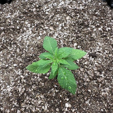 White Gorilla growlog timeline photo
