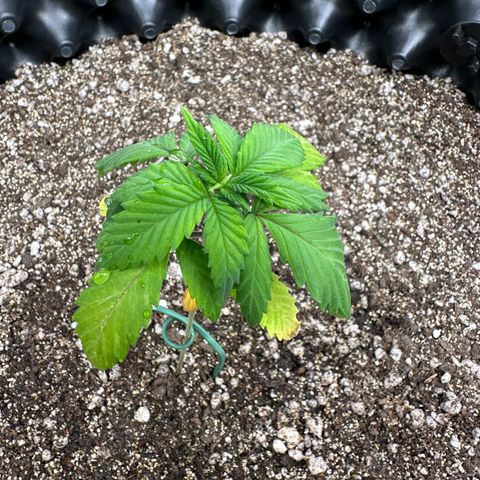 Gorilla Banana growlog timeline photo