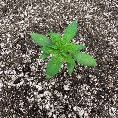 Gorilla Ghost growlog timeline photo