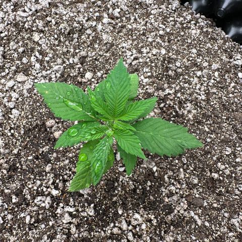 White Gorilla growlog timeline photo