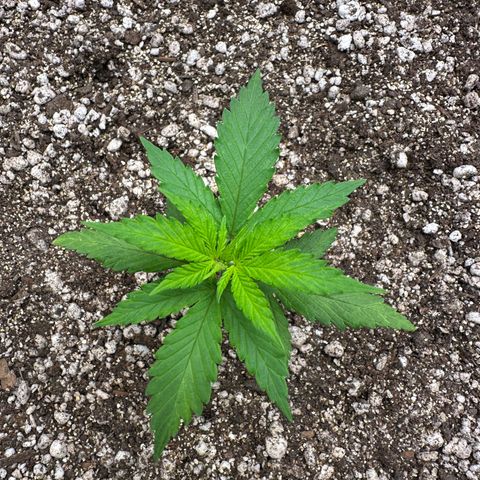 Gorilla Rainbow growlog timeline photo
