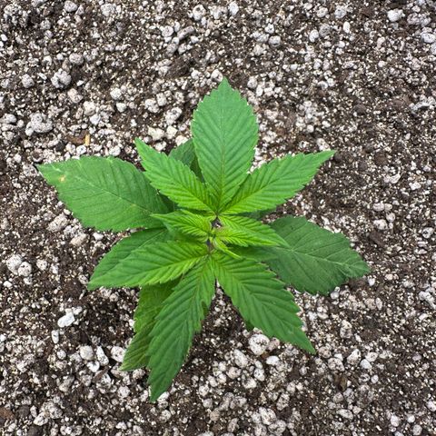 White Gorilla growlog timeline photo