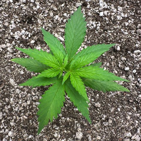 Gorilla Rainbow growlog timeline photo