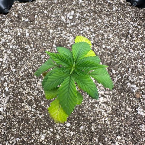 Gorilla Banana growlog timeline photo