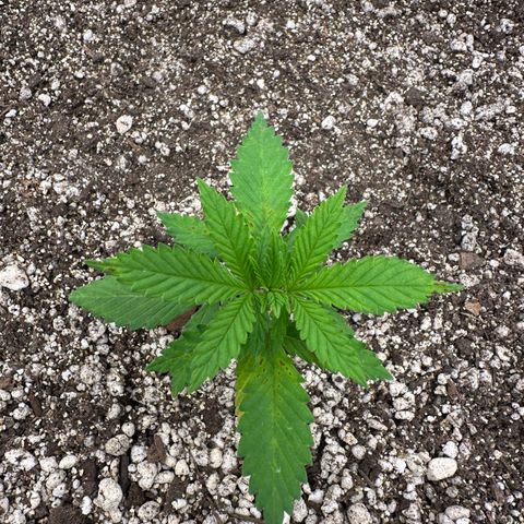 Gorilla Ghost growlog timeline photo