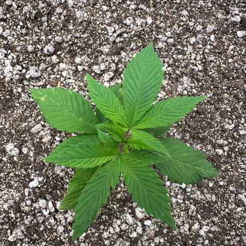 White Gorilla growlog timeline photo