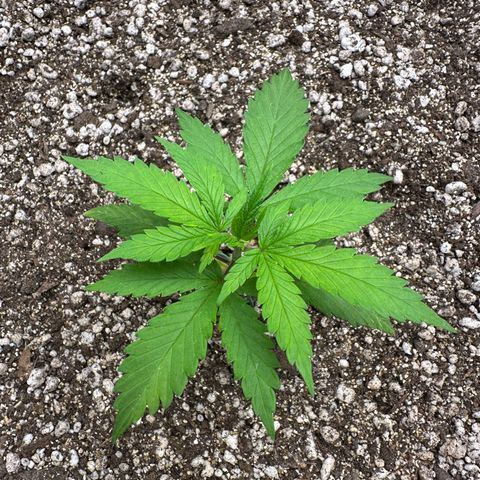 Gorilla Rainbow growlog timeline photo
