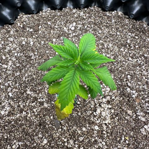 Gorilla Banana growlog timeline photo