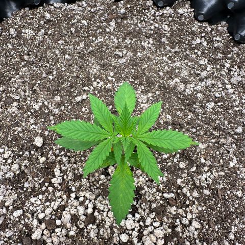 Gorilla Ghost growlog timeline photo