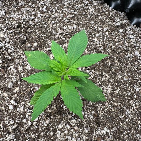 White Gorilla growlog timeline photo