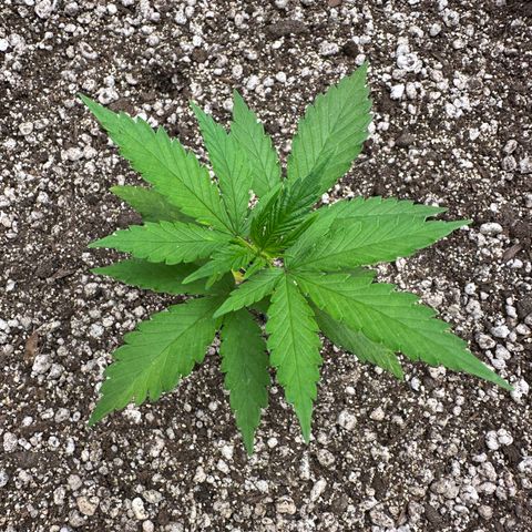 Gorilla Rainbow growlog timeline photo