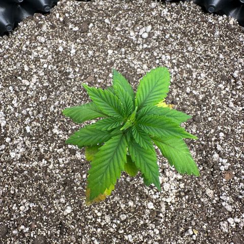 Gorilla Banana growlog timeline photo