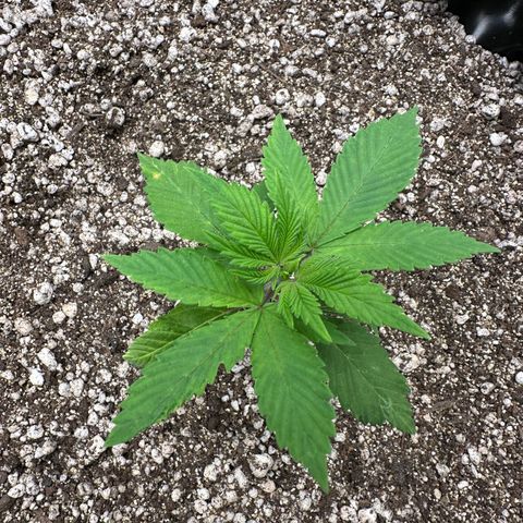 White Gorilla growlog timeline photo