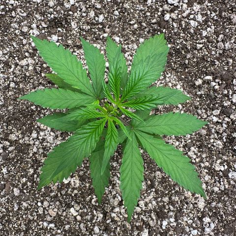 Gorilla Rainbow growlog timeline photo