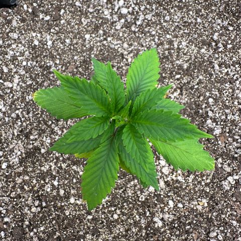 Gorilla Banana growlog timeline photo