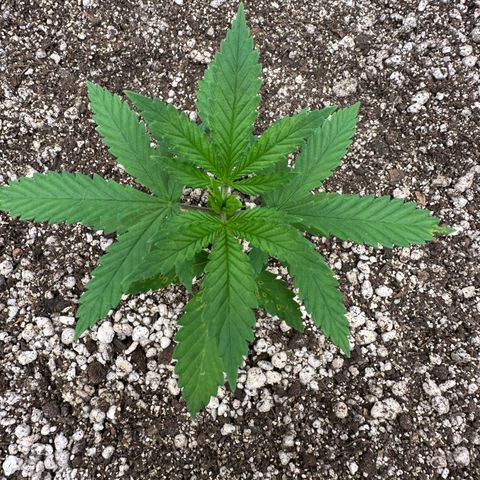 Gorilla Ghost growlog timeline photo