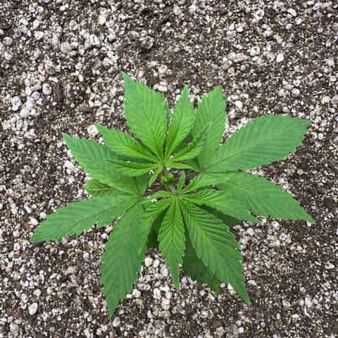 White Gorilla growlog timeline photo