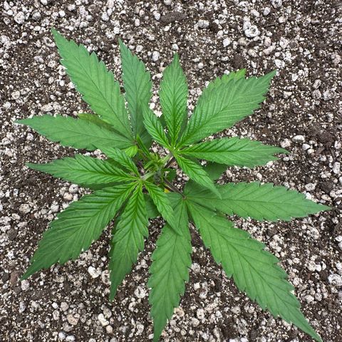 Gorilla Rainbow growlog timeline photo