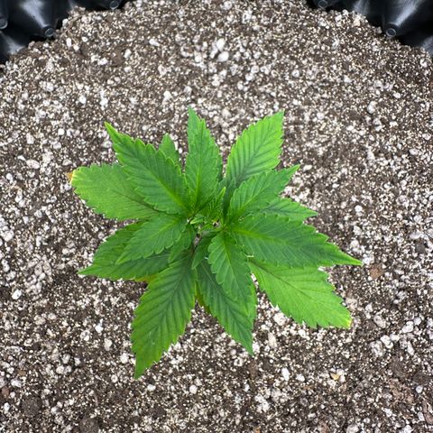 Gorilla Banana growlog timeline photo