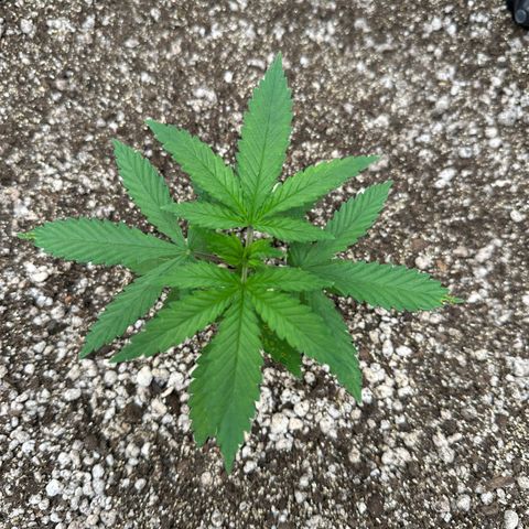 Gorilla Ghost growlog timeline photo