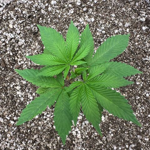 White Gorilla growlog timeline photo