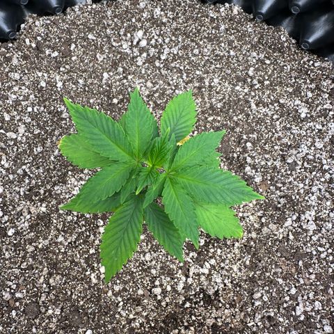 Gorilla Banana growlog timeline photo