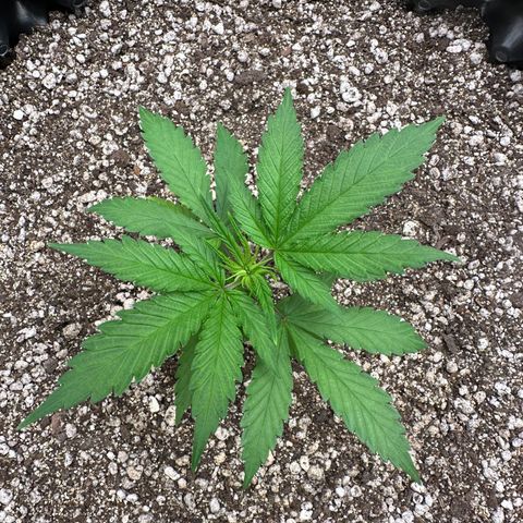 Gorilla Rainbow growlog timeline photo