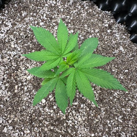 White Gorilla growlog timeline photo