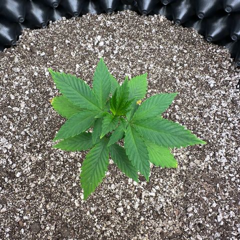 Gorilla Banana growlog timeline photo