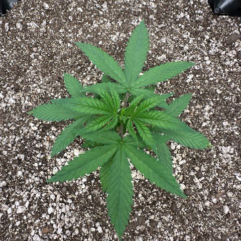 Gorilla Ghost growlog timeline photo