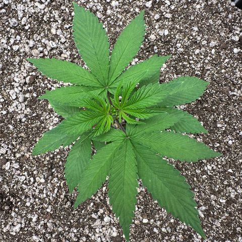 White Gorilla growlog timeline photo
