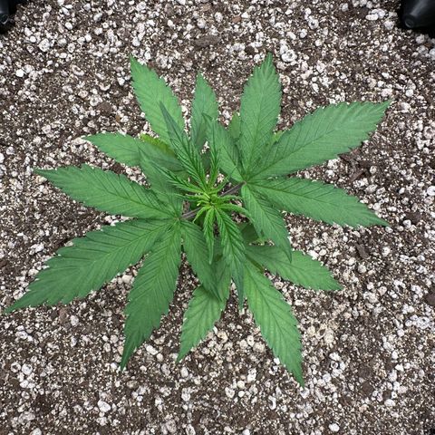 Gorilla Rainbow growlog timeline photo