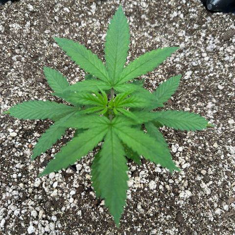 Gorilla Ghost growlog timeline photo