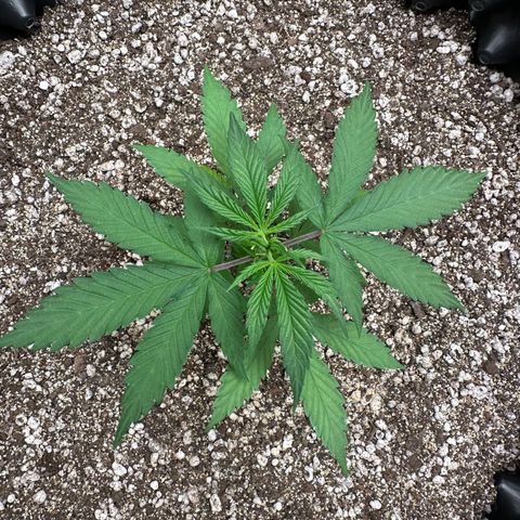 Gorilla Rainbow growlog timeline photo