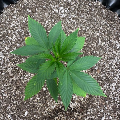 Gorilla Banana growlog timeline photo