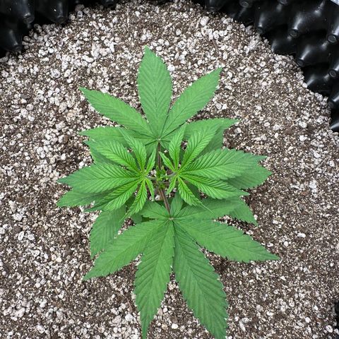 White Gorilla growlog timeline photo