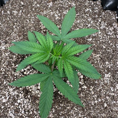 Gorilla Ghost growlog timeline photo