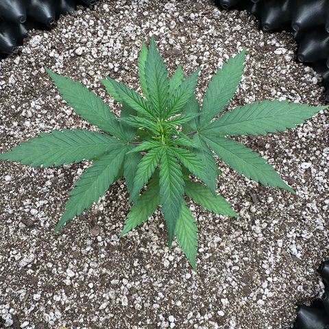 Gorilla Rainbow growlog timeline photo