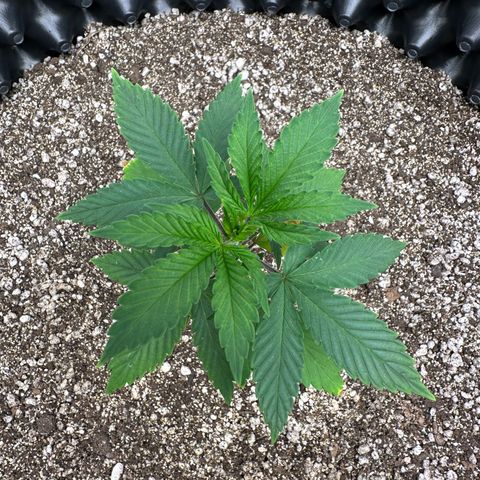 Gorilla Banana growlog timeline photo
