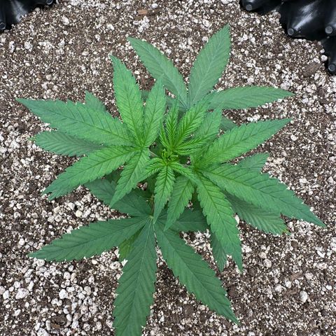 Gorilla Ghost growlog timeline photo