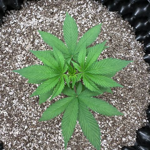 White Gorilla growlog timeline photo