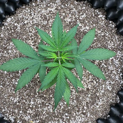 Gorilla Rainbow growlog timeline photo