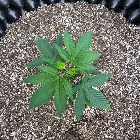 Gorilla Banana growlog timeline photo