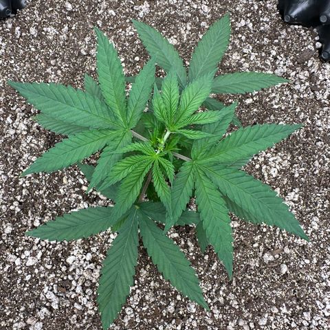 Gorilla Ghost growlog timeline photo