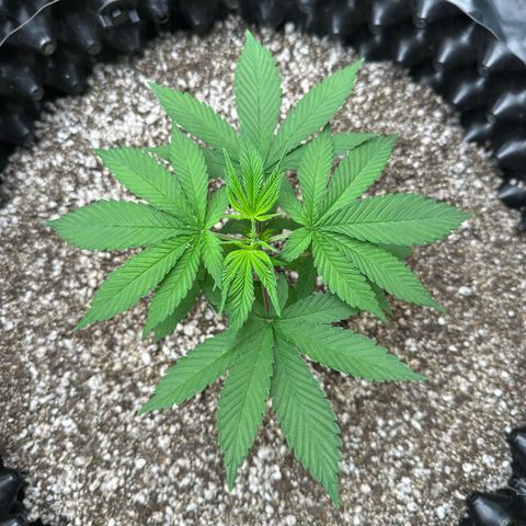 White Gorilla growlog timeline photo