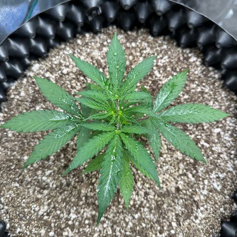 Gorilla Rainbow growlog timeline photo