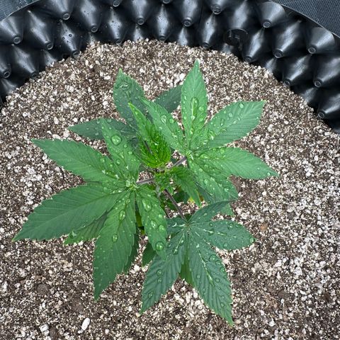 Gorilla Banana growlog timeline photo