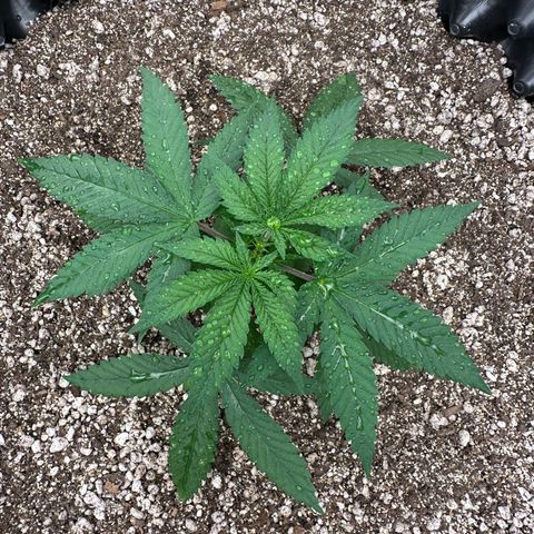 Gorilla Ghost growlog timeline photo